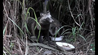 【地域猫・野生動物】「Tanu Four」入ります。～No BGM  version～【魚くれくれ野良猫】