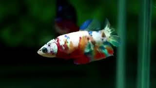 Betta Insight-G122 Galaxy Koi Female (HMPK)