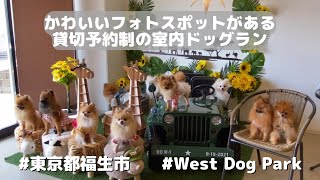 【貸切予約制 室内ドッグラン】かわいいフォトスポットがあるWest Dog Park | 10ポメ