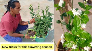 how to repot and cutting ✂️ Jasmine flower plant మల్లెలు గుత్తులుగా పూయాలి అంటే మొక్కని ఇలాచేసుకోండి