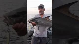 ROCK SHORE - FIGHT #20 - 2024FWU - INSHORE EXPERIENCE FISHING CAPE VERDE SAL ISLAND #shorts