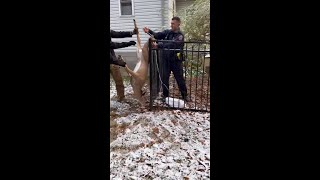 Greece police free injured deer from fence