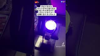 GrandSeikoの白樺がヤバイ