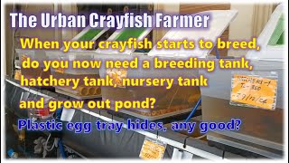 When your crayfish starts to breed do you now need a breeding hatchery tank nursery grow out pond?