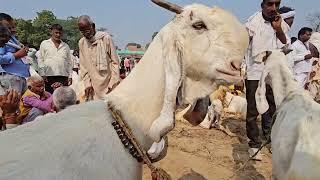 Pachnada Goat Mela Live With Farmer | 10 जमुनापारी हंसा बकरी पालकर कमा रहा है | 10 लाख एक साल मे