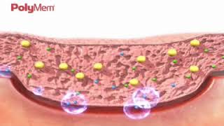 How PolyMem Wound Dressing Works?