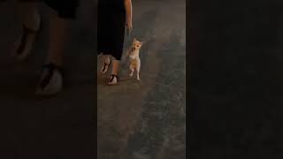 お散歩デビューしたての柴犬