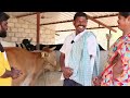 3 నెలలే మంచిగా పాలిస్తాయి rajanandan dairy farm@malleshadla