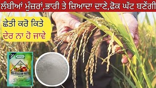 tips for increase yield in paddy - ਝੋਨੇ ਦਾ ਝਾੜ ਵਧਾਉਣ ਵਾਲਾ ਫਾਰਮੂਲਾ