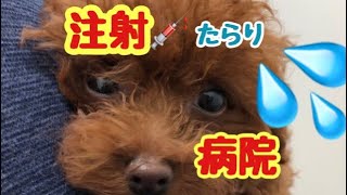 【動物病院で注射💉サラちゃん鳴きまくり】トイプードルのサラ