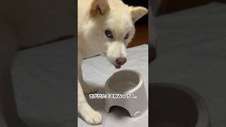 舌が出たまま威嚇する柴犬が可愛いすぎる #柴犬