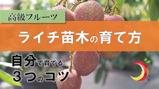 ライチ苗木の育て方（生ライチ）　重要な３つのコツを解説！