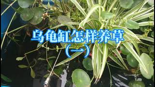 乌龟缸里能养什么植物？怎么用水草净化水质？草龟缸养吊兰的方法古法养乌龟和生态龟缸营造方法，鸫龟先生养龟视频