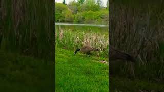 Jezerski ekosistemi.Stanovnici obale jezera i vode.🏞️🦆@SVETBIOLOGIJE