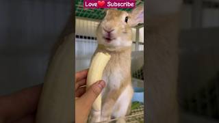 Bunny winking..😍 #viralvideos #rabbitshortsviral #bunny