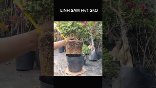 Linh sam hạt gạo - 0902.456.209