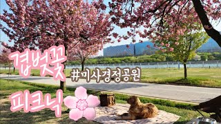 겹벚꽃 피크닉🌸 | 하남 미사경정공원 겹벚꽃