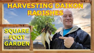 Harvesting Daikon Radishes From my Square Foot Garden