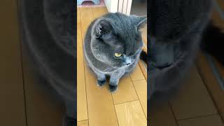 しらを切るブリ猫ｗ法廷の人間模様を裁くねこ。#Shorts