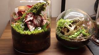 Begonia ☠️ Terrariums 💚 + propagations // Plantmas 🎄 Vlogmas 🎁