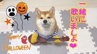 怖いものなしの子犬が、一瞬だけ怯えたハロウィーン♪