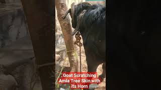 Goat Scratching Amla Tree Skin with its Horn #goat ஆடு தனது கொம்பால் நெல்லிமரத்தை உரசுதல்