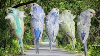 హెలికాప్టర్ ❤️ లవ్ బర్డ్స్ 🐦🐦😘🥰 || #ytshortvideo #ytshotsvideos #lovebirds #helicapterlovebirds