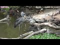 ハシビロコウのボンゴとマリンバ、朝の様子が違いすぎ 　shoebill bongo and marimba 1