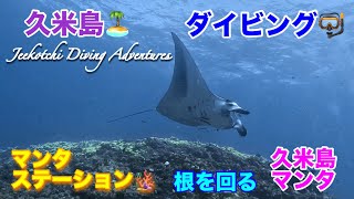 久米島🏝ダイビング🤿マンタステーション🪸根を回る久米島マンタ🤩👍2024年11月