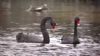 コクチョウの番　Black Swan