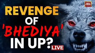 LIVE: Terror Of 'Bhediya' In UP | Wolf Attacks In Bahraich LIVE | Ground Report From Bahraich LIVE