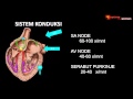 Belajar EKG - ekg dasar 1 anatomi konduksi