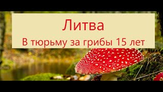 Литва Тюрьму за грибы 15 лет