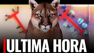 🔴 ÚLTIMA HORA: 20 GRANDES FELINOS PIERDEN la VIDA POR H5N1 | HORMIGAS GANAN a HUMANOS en EXPERIMENTO