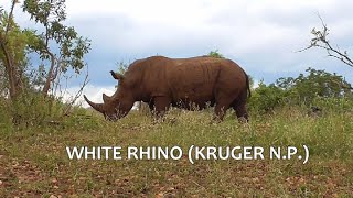 SOUTH AFRICA buffalo, rhino and impala (southwest Kruger n.p.)