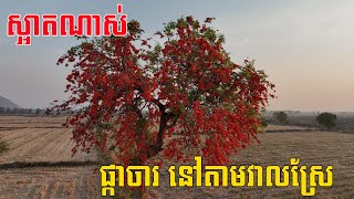 ស្អាតណាស់ មួយឆ្នាំផ្កាតែម្តងទេ