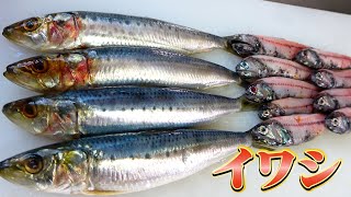 Sub❗Grandpa's dinner❗Sardines and sardines