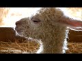 furry baby alpacas cutest compilation