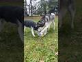 husky dogs playing soccer… kind of