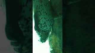 アザラシ 爪を噛む 2021年 男鹿水族館