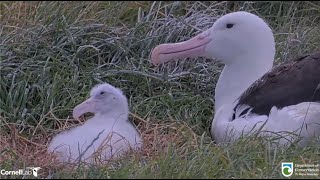 Royal Albatross ~RLK Steps Away From Nest! SSTrig Getting Too Big To Brood! Amazing Closeups 2.23.15