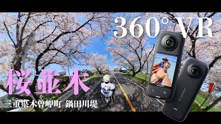 【360度VR】Insta360X3で桜並木を走る！中華モンキー125cc/三重県木曽岬町鍋田川堤【MicchiVlog/558】