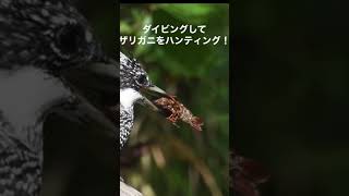 ヤマセミ幼鳥　ザリガニ獲ったー！　どうするんだろこんな固いの笑笑　オオタケカメラ/ヤマセミ撮影ガイド