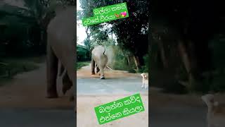 Srilanka Elephant |  බව්වා තමයි හොදටම කරේ 🇱🇰 Ratta| vini|janaipriyai | wasti ratta #ratta