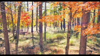 蓼科 横谷渓谷 紅葉散歩 / Tateshina  Yokotani Canyon  Autumn movie