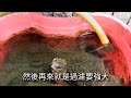 戶外缸 小政哥養魚餵魚的習慣分享