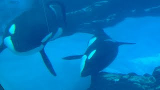 シャチ　アースくんとリンちゃん　体を寄せ合いながら泳いでいます　【名古屋港水族館】Killer whale Port of Nagoya Public Aquarium