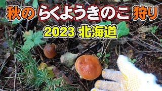 落葉（らくよう）きのこを採りに行ってきました【料理あり】