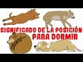 Lo que la posición para dormir de tu perro revela sobre su personalidad, salud y carácter