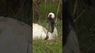 タンチョウ　お母さんは温かい